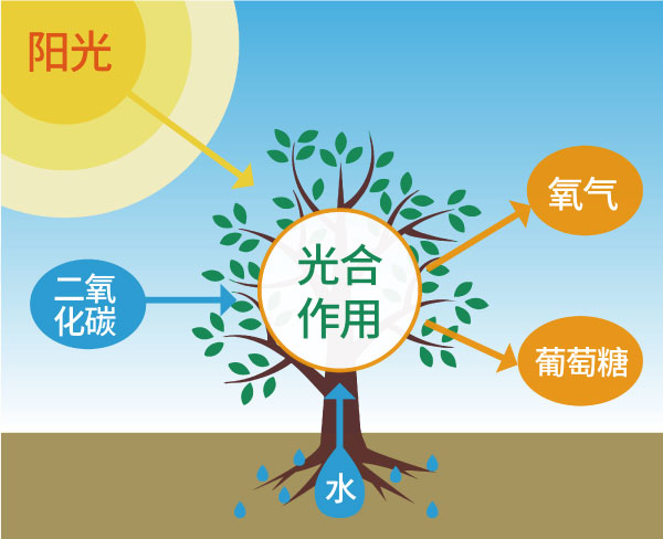 光（guāng）合作用