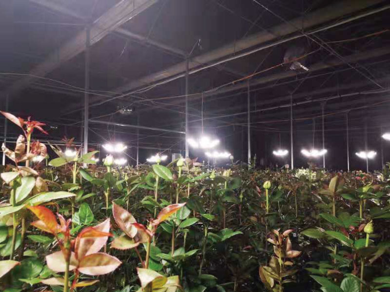 雲南昆明某玫瑰花基地（dì）