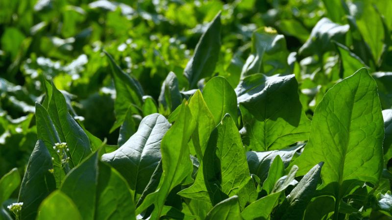 碧（bì）綠的蔬菜